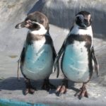 penguins_pets_birds_262617